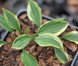 Variably creamy edged tiny foliage.